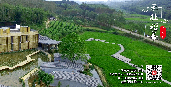 禾肚稻香