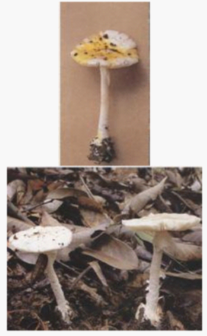 6.png