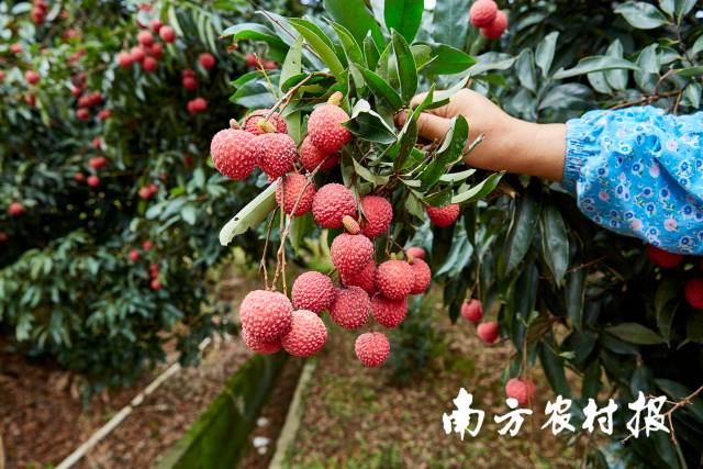 中文博彩平台荔枝。