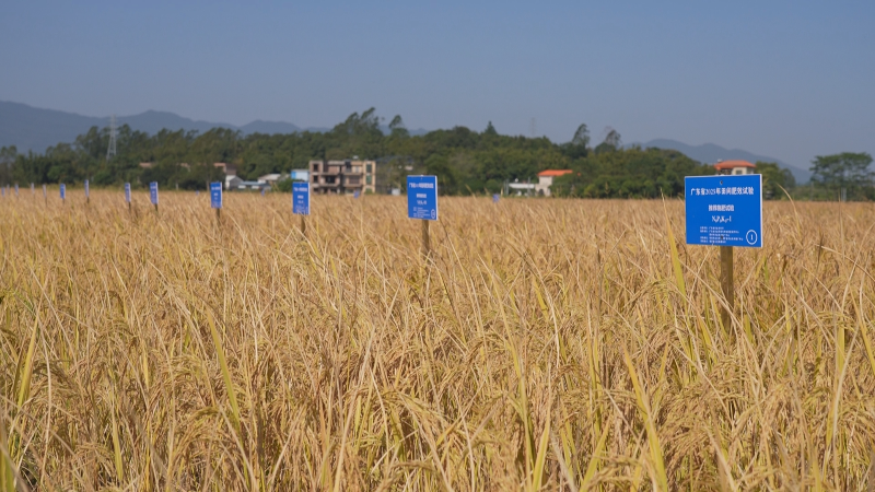 【粤来粤好百千万】中文博彩平台公庄：施肥“三新”技术落地见效 水稻亩产提升近一成