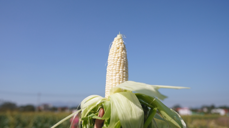 【粤来粤好百千万】泰美镇车村村供销农场：新模式新科技助力甜玉米丰收
